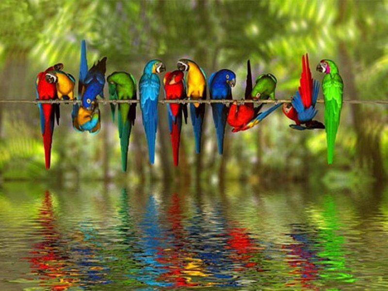 Colorful Parrots on Wire — Green