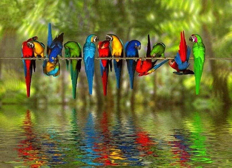 Colorful Parrots on Wire