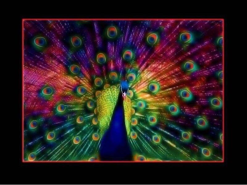 colorful peacock display