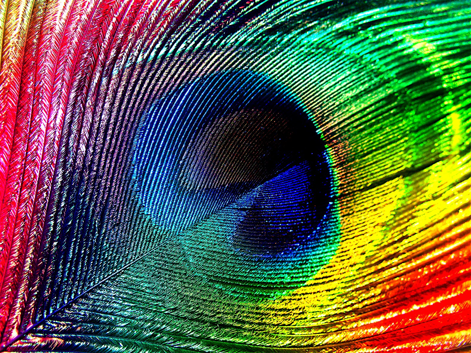 Colorful peacock feather close-up