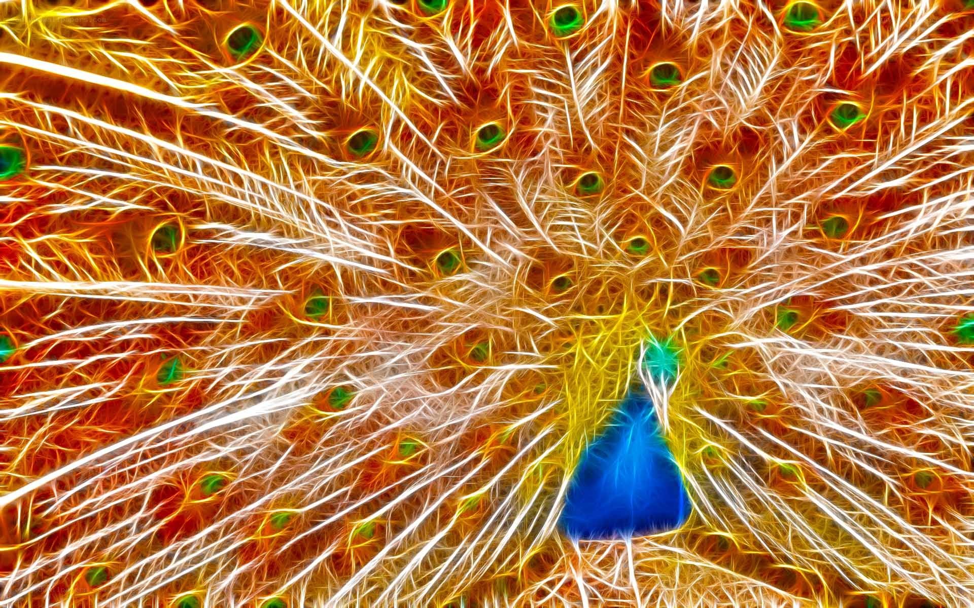 Colorful peacock feather display
