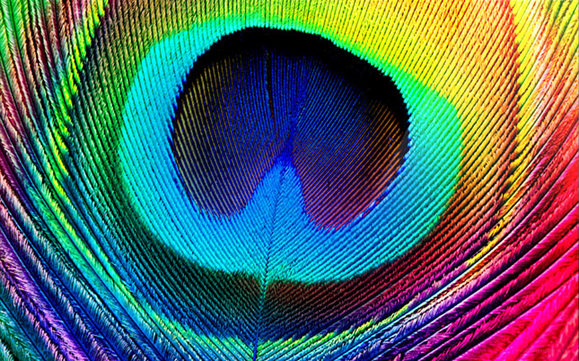 Colorful peacock feather eye