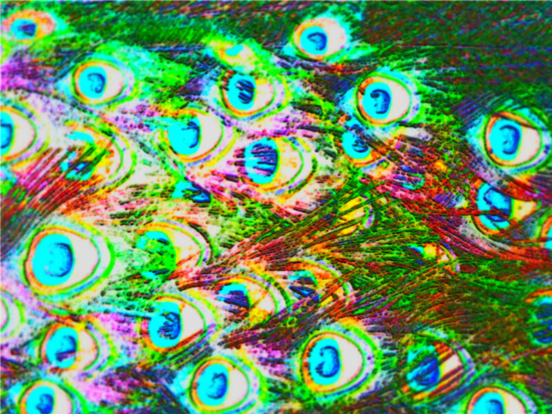 colorful peacock feather pattern