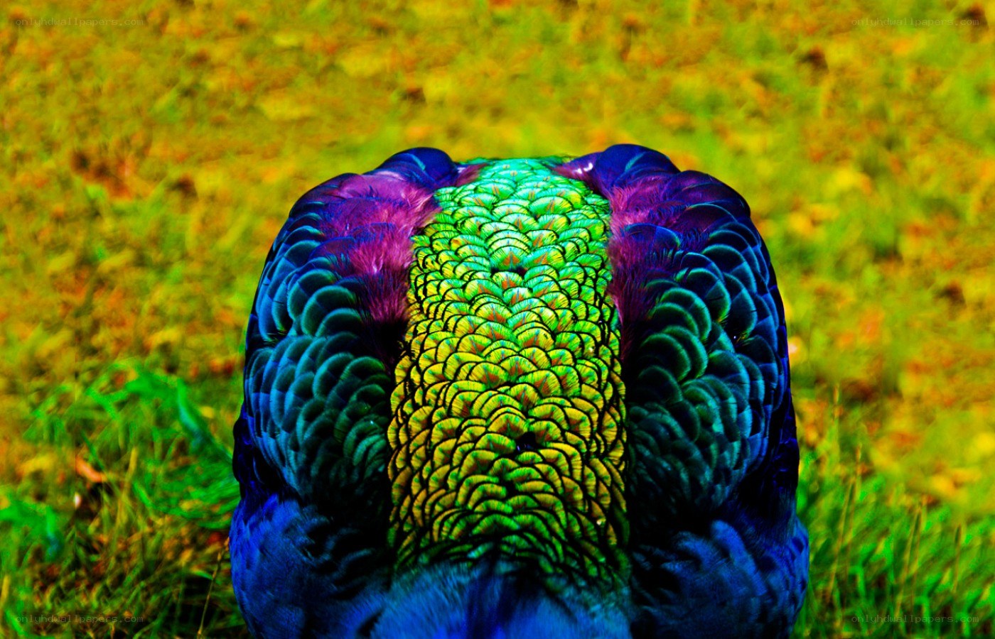 colorful peacock feathers