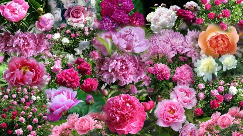 Colorful Peony Flowers