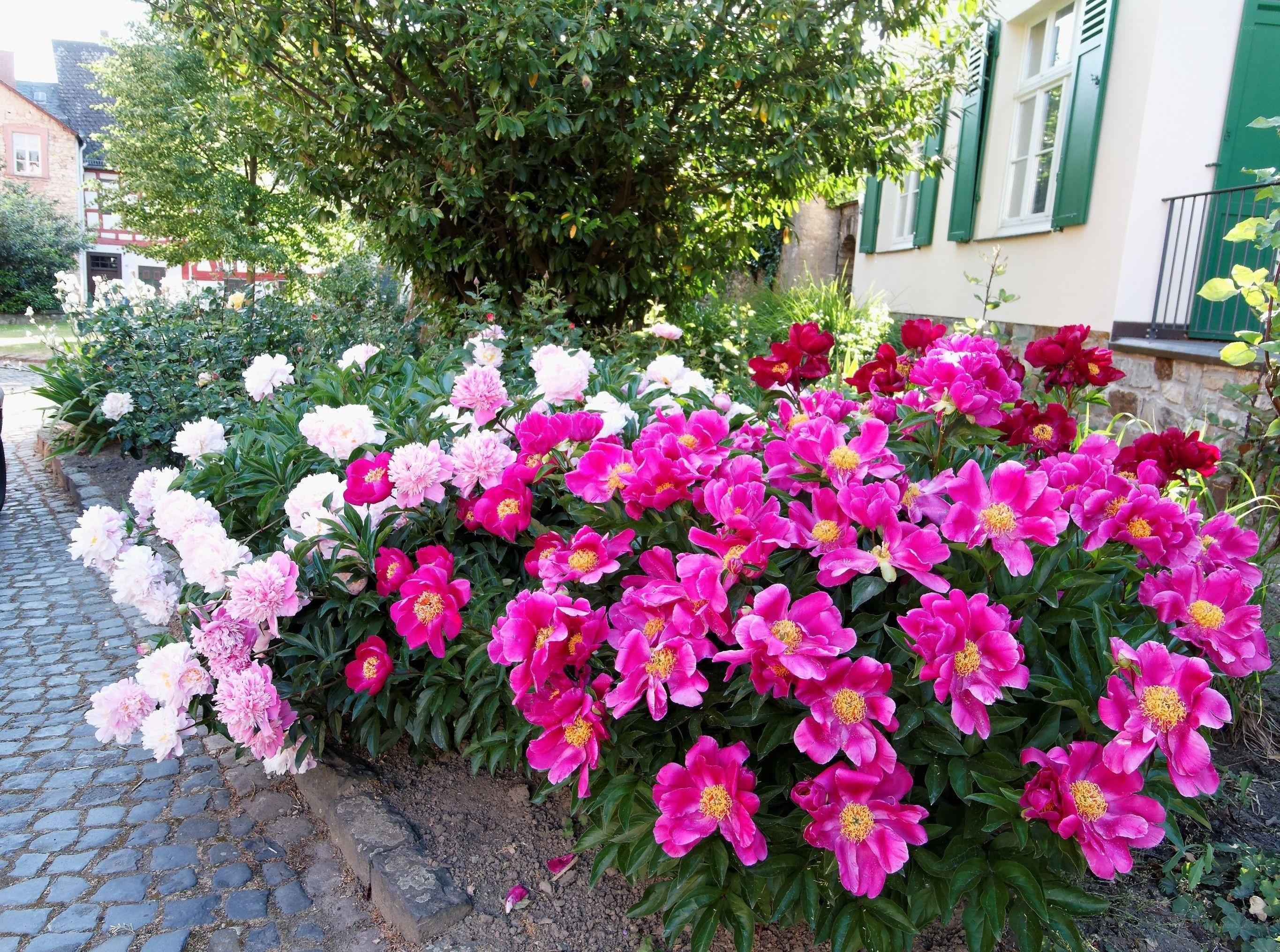 colorful peony garden