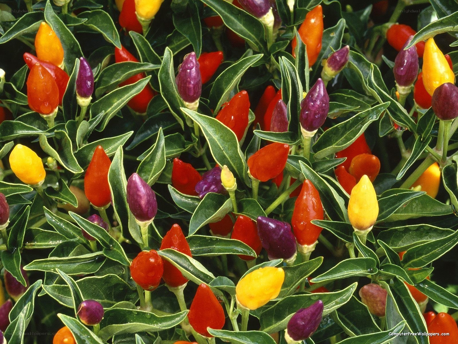 Colorful pepper plant in bloom