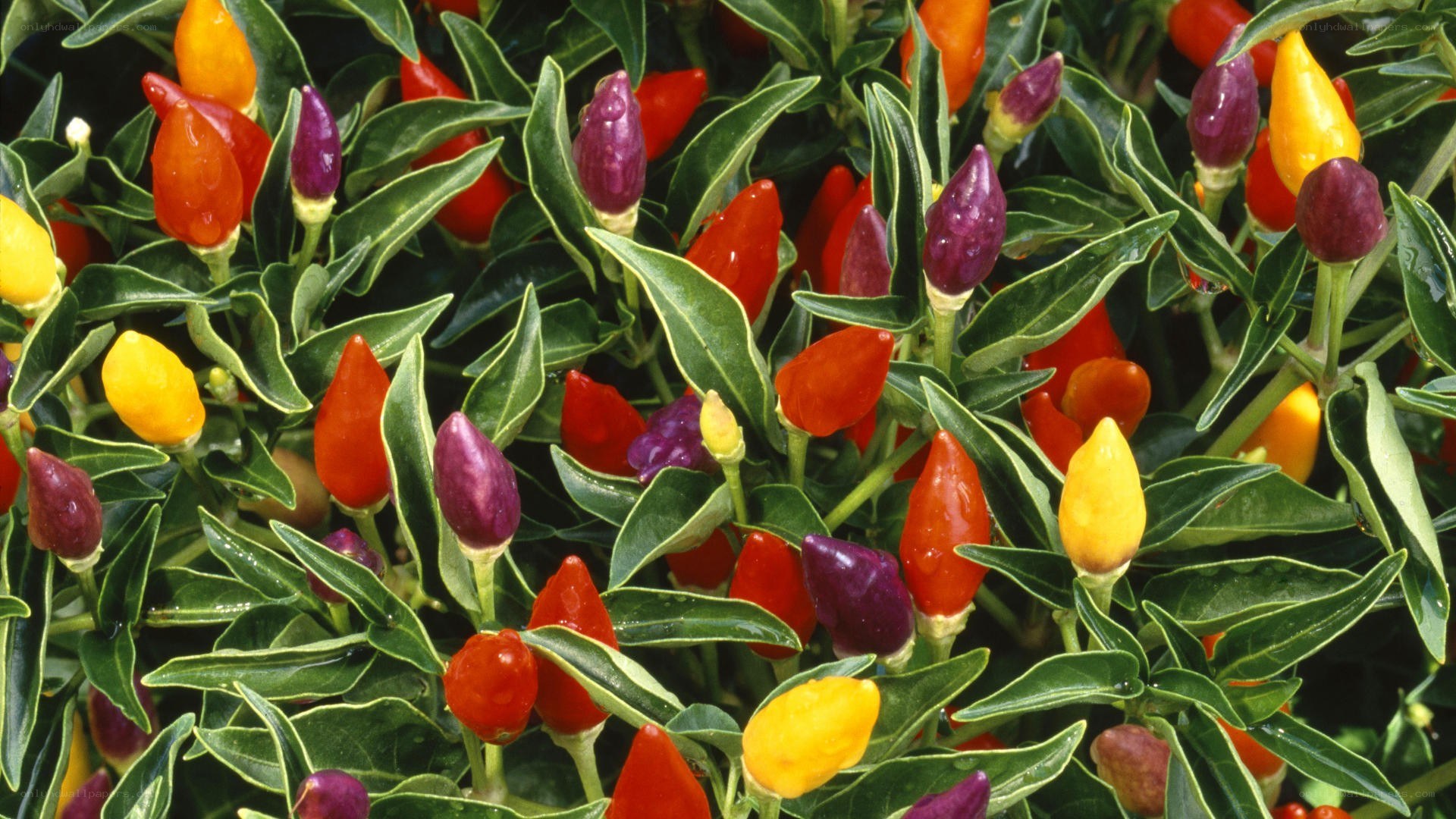 Colorful pepper plant