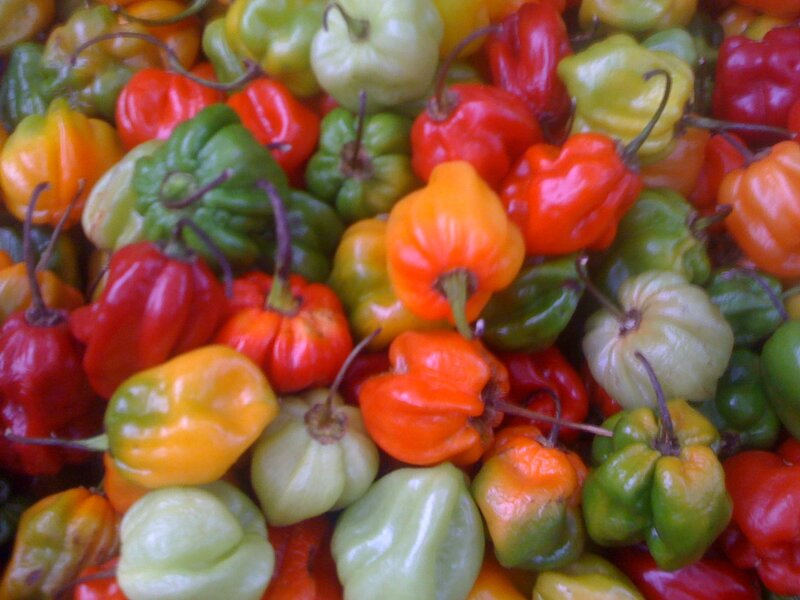 Colorful peppers in a pile