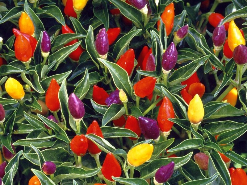 colorful peppers on a plant
