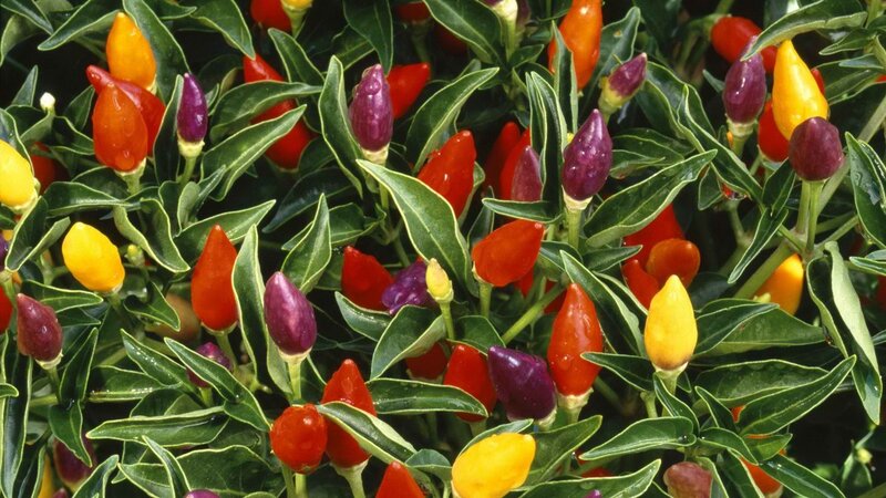 colorful peppers on a plant