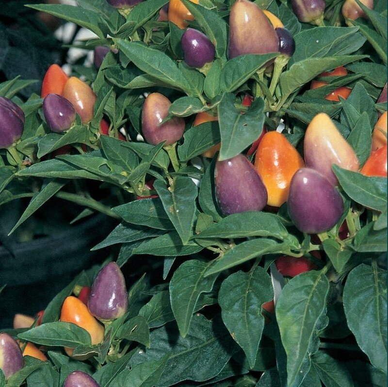 Colorful Peppers on Plant