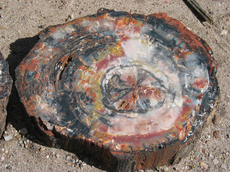 colorful petrified wood slice