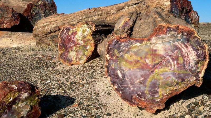colorful petrified wood