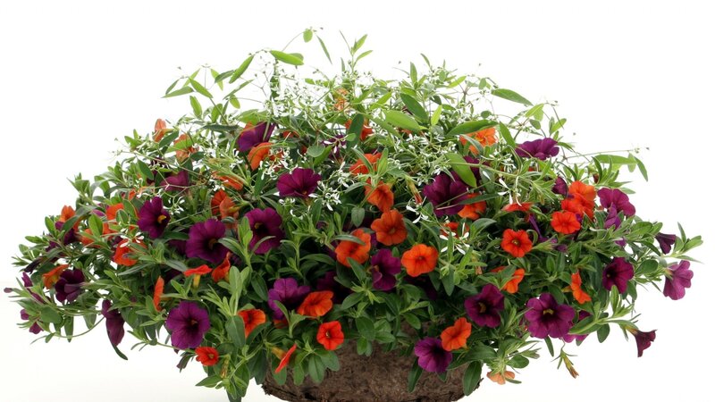 Colorful Petunia Arrangement