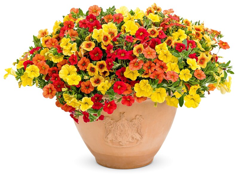 Colorful petunia bouquet