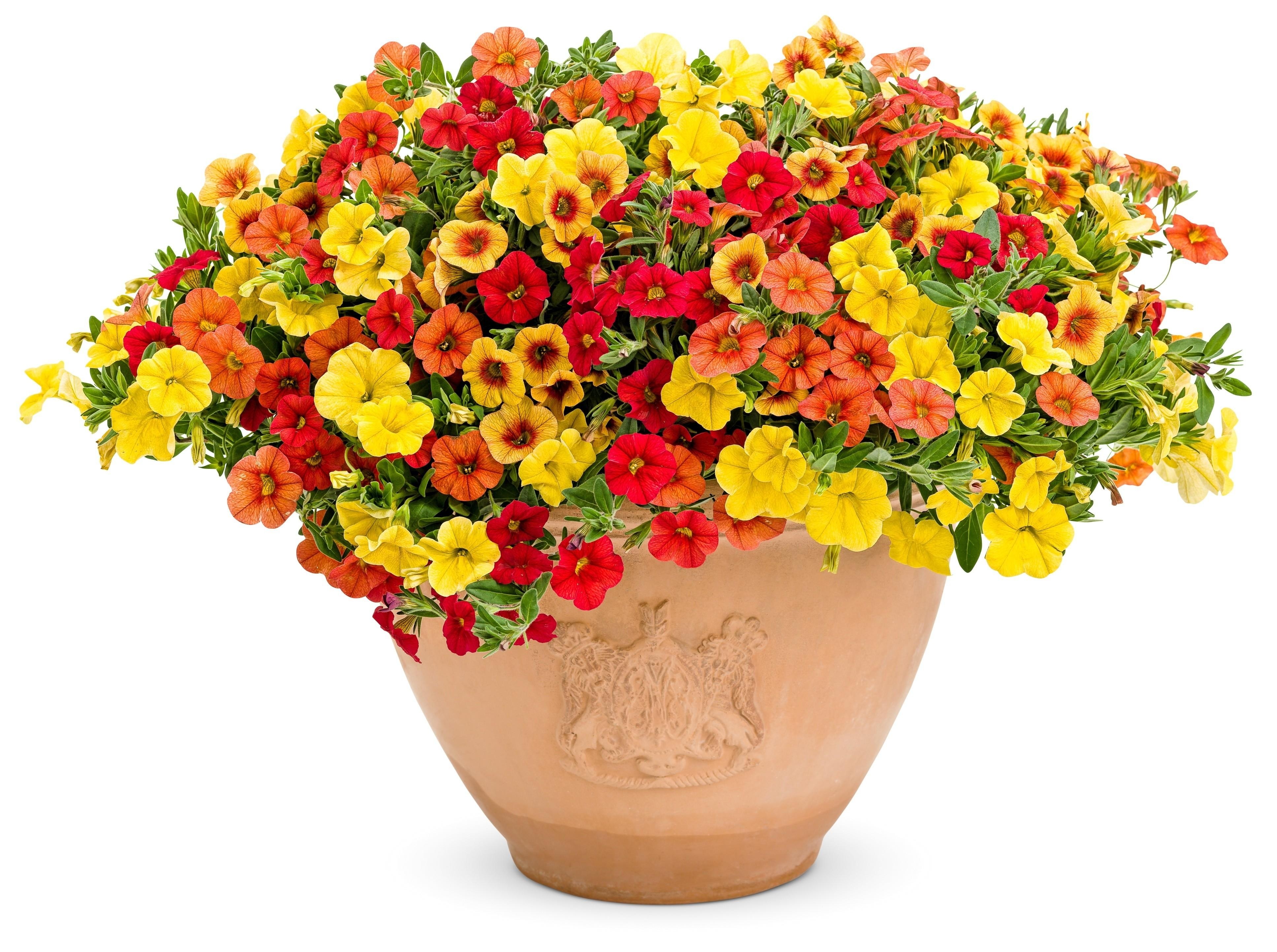 Colorful petunia bouquet