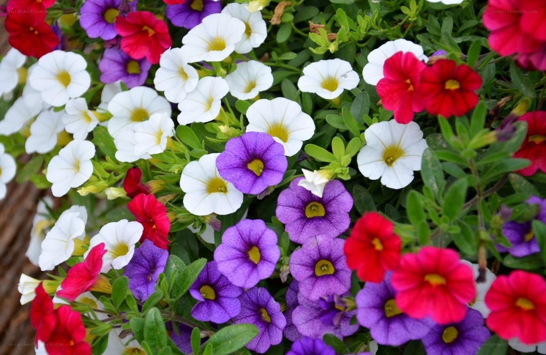 Colorful petunia flower arrangement