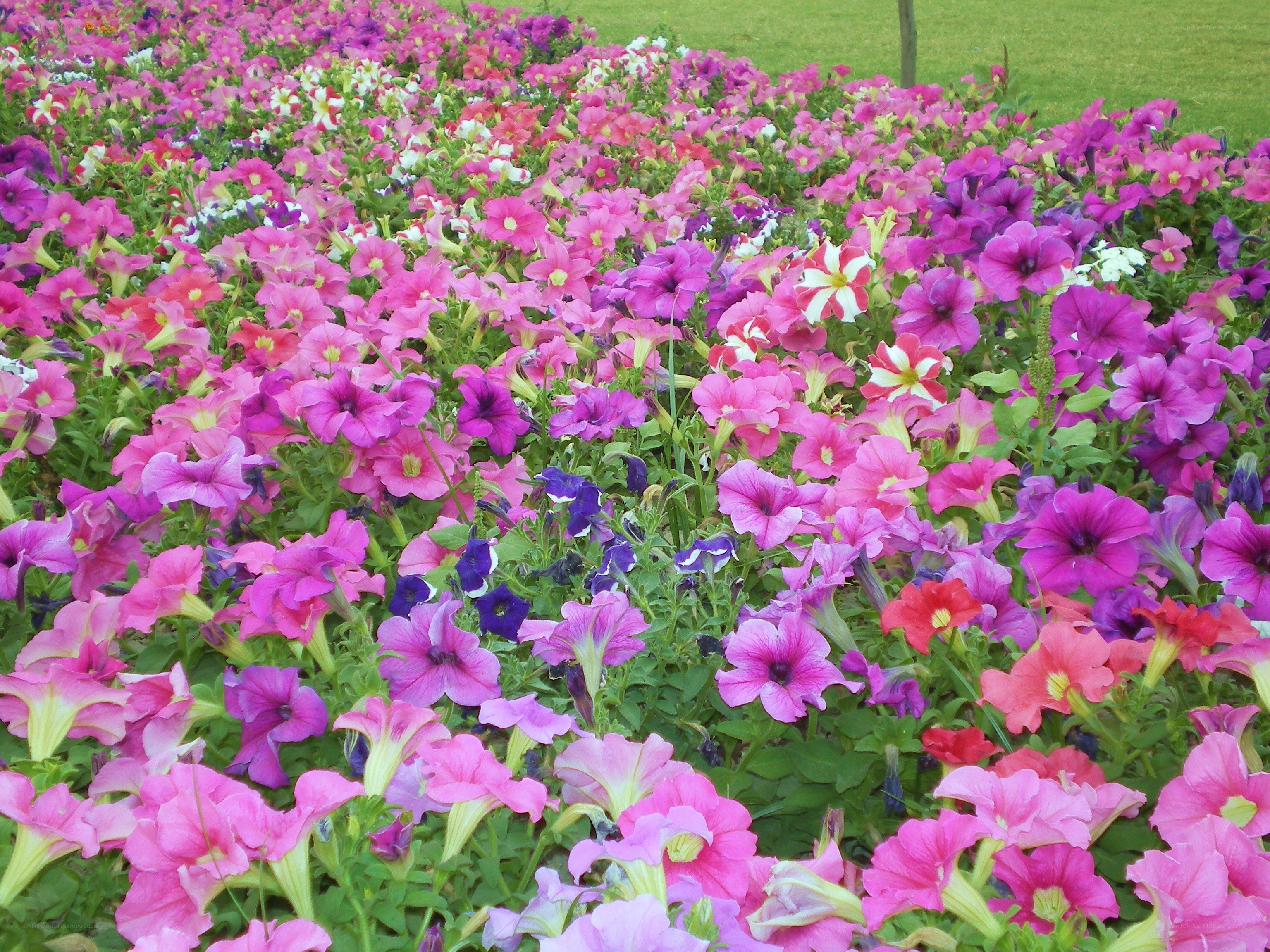 colorful petunia flower bed