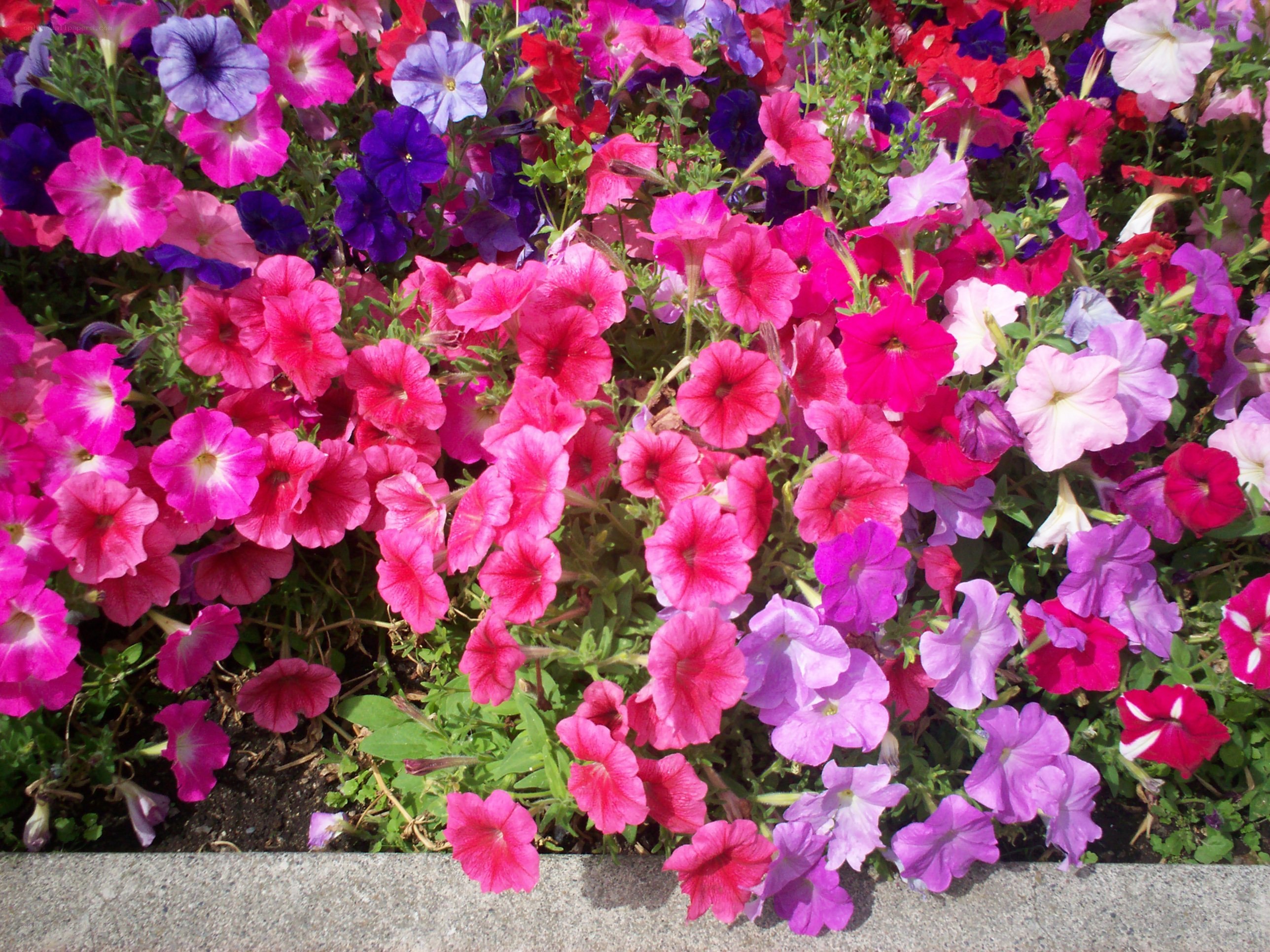colorful petunia flower bed
