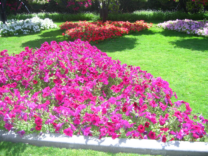 Colorful Petunia Flower Bed — Pink