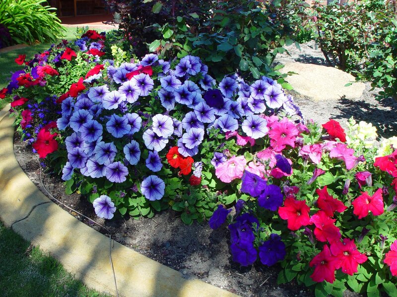 Colorful Petunia Flower Bed — Purple, Vibrant