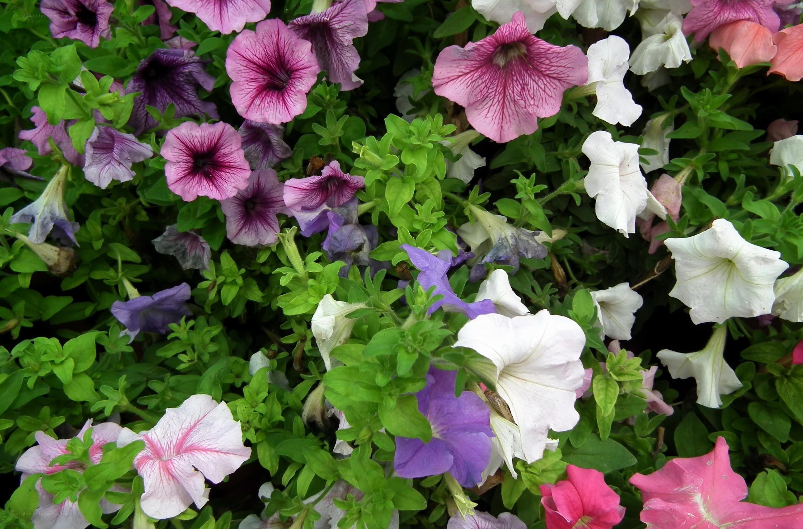 Colorful petunia flower bed