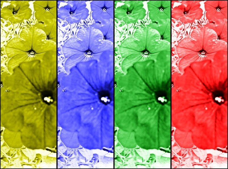 colorful petunia flower collage