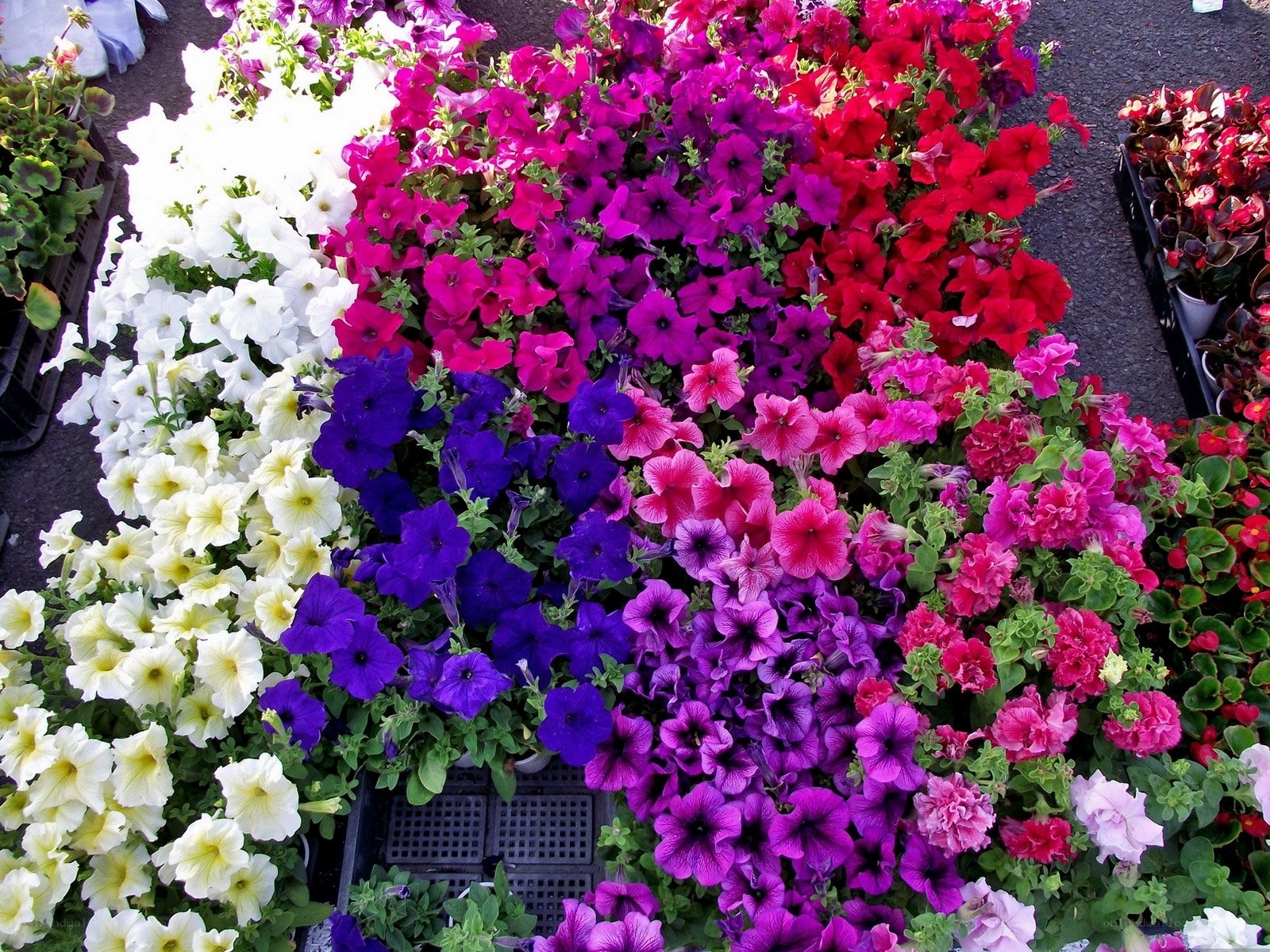Colorful petunia flower display