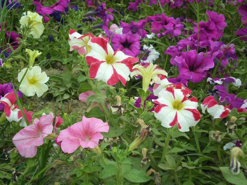 Colorful petunia flower garden
