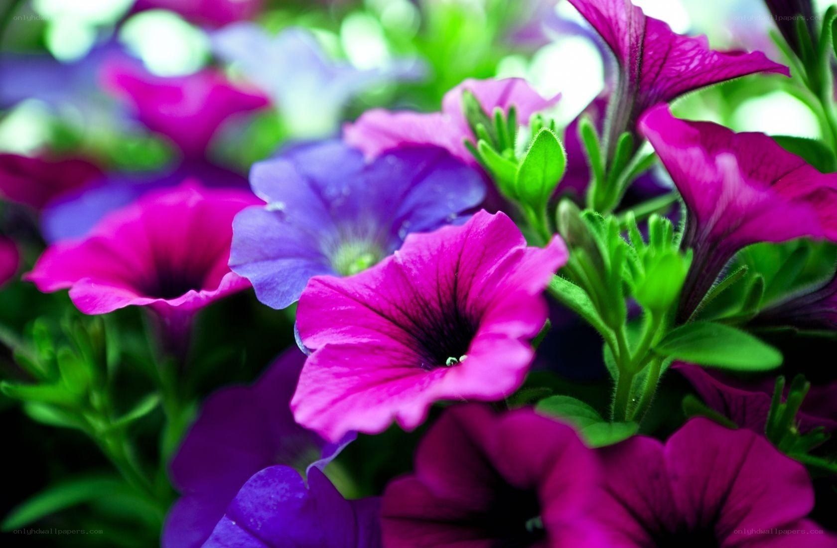 Colorful petunia flowers