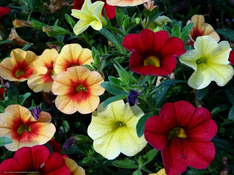 Colorful petunia flowers