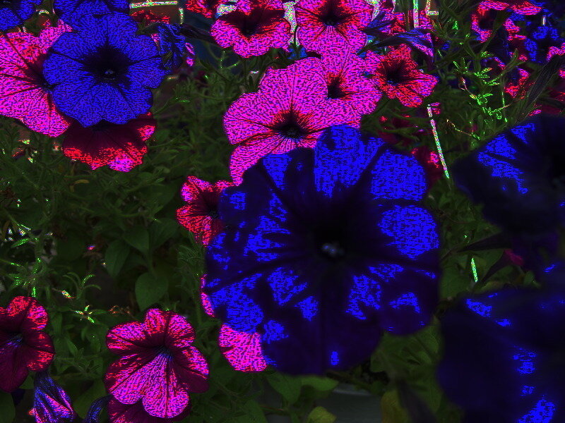colorful petunia flowers