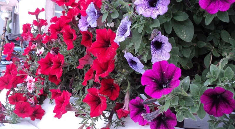 Colorful petunia flowers in a planter