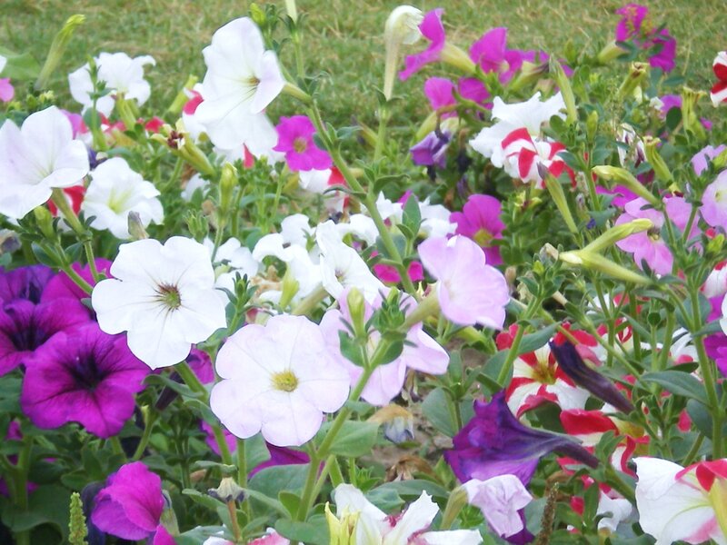Colorful petunia flowers in bloom