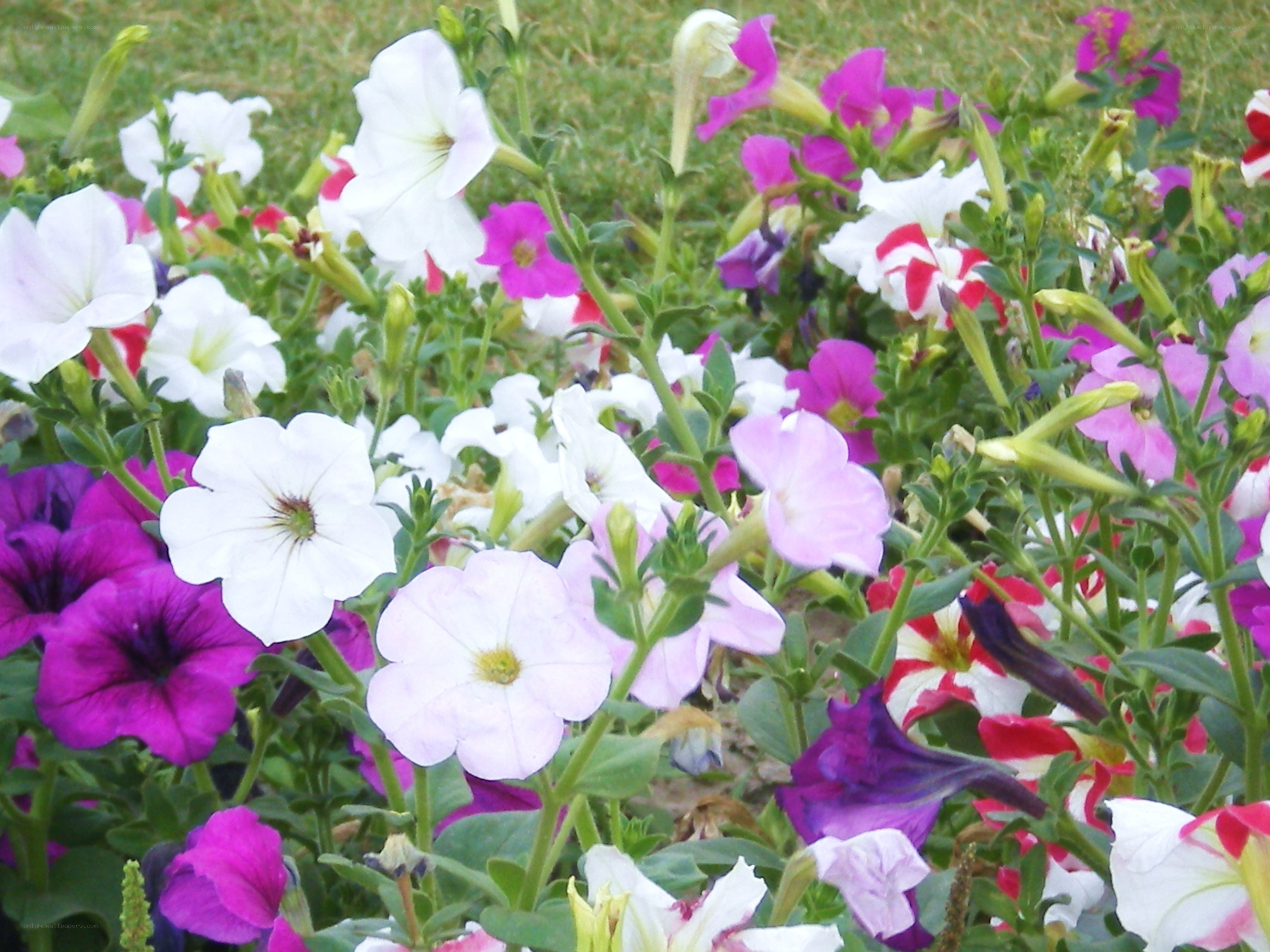 Colorful petunia flowers in bloom