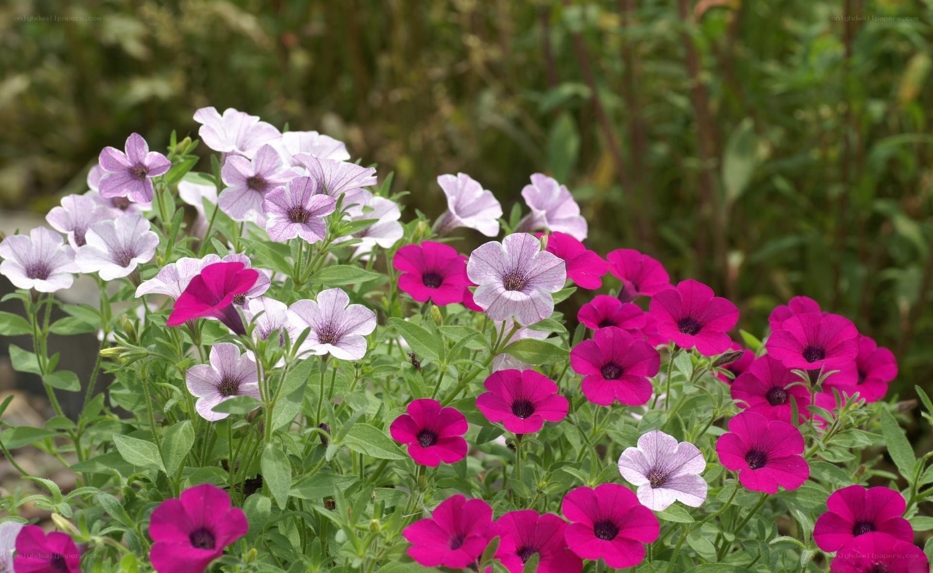Colorful petunia flowers in garden
