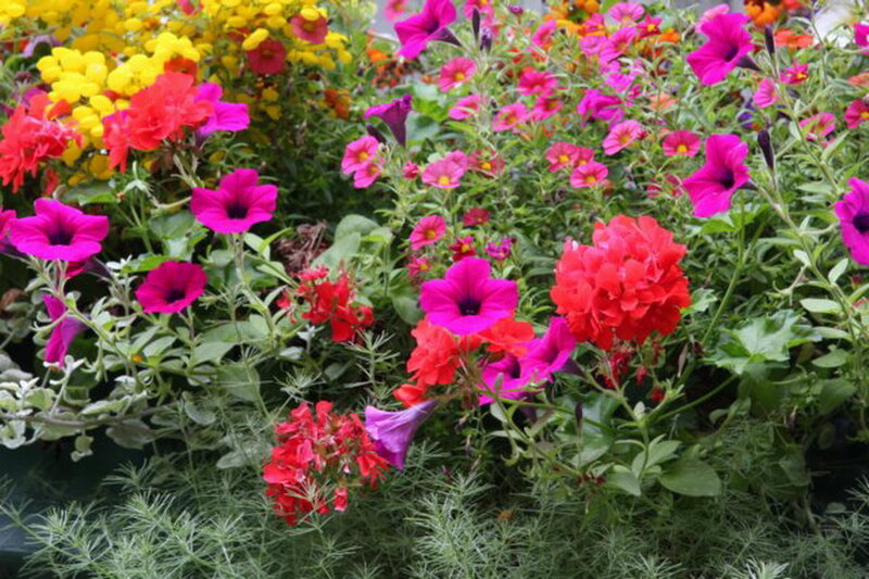 Colorful Petunia Flowers — Pink