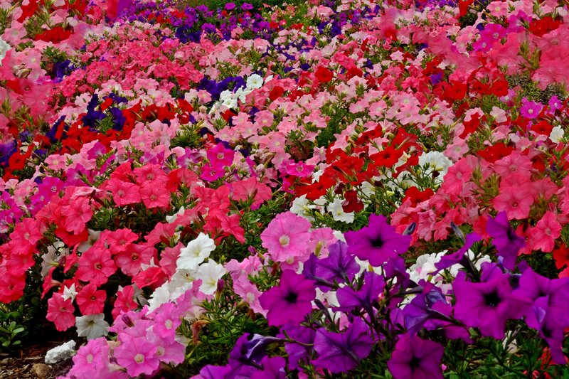Colorful Petunia Flowers — Pink, Vibrant, Spring