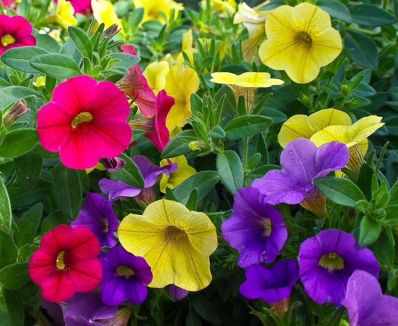 Colorful Petunia Flowers — Pink, Vibrant