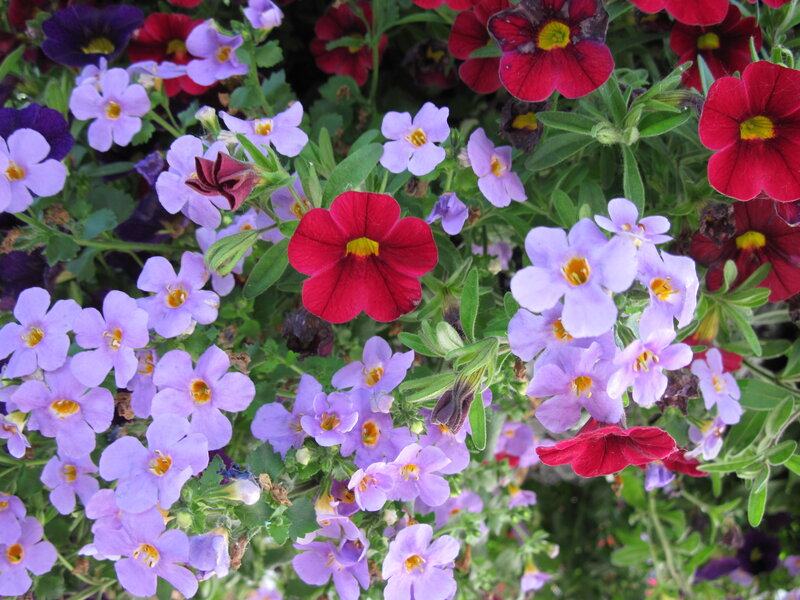 Colorful Petunia Flowers — Purple