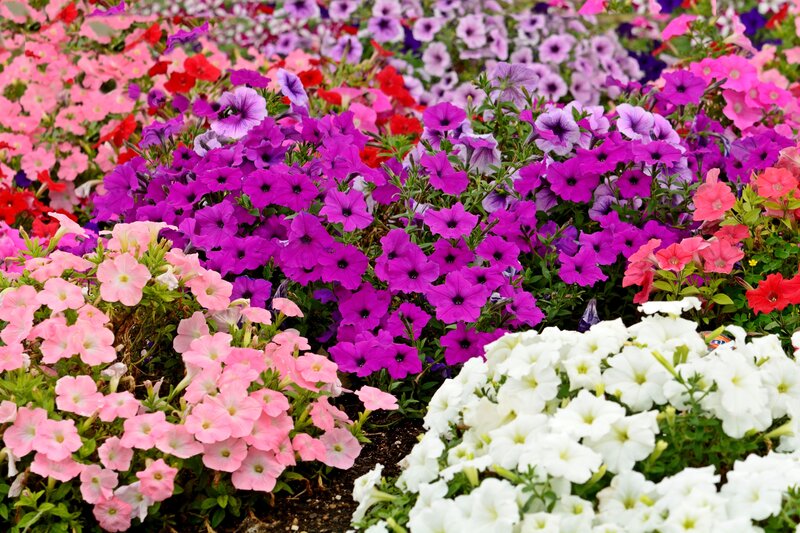 Colorful Petunia Flowers — Purple, Vibrant, Afternoon