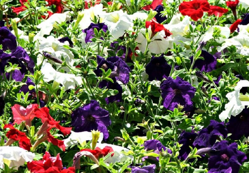 Colorful Petunia Flowers — Purple, Vibrant