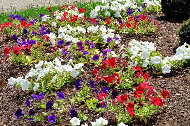 Colorful Petunia Flowers — Red