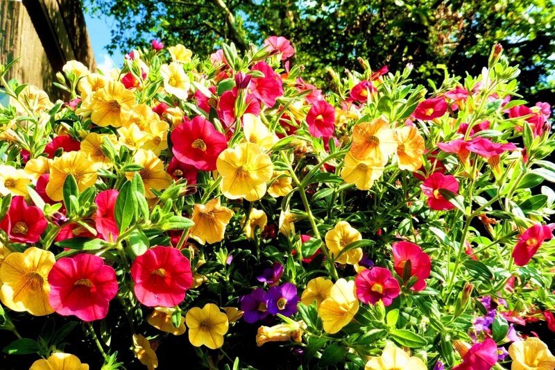 Colorful Petunia Flowers — Yellow