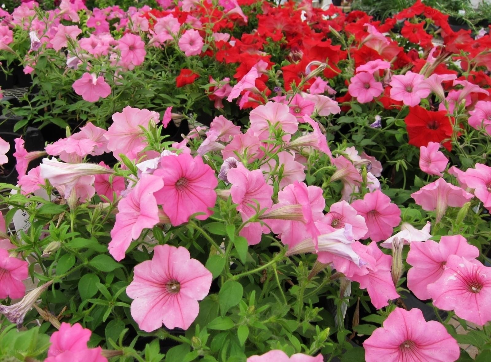 Colorful petunia flowers