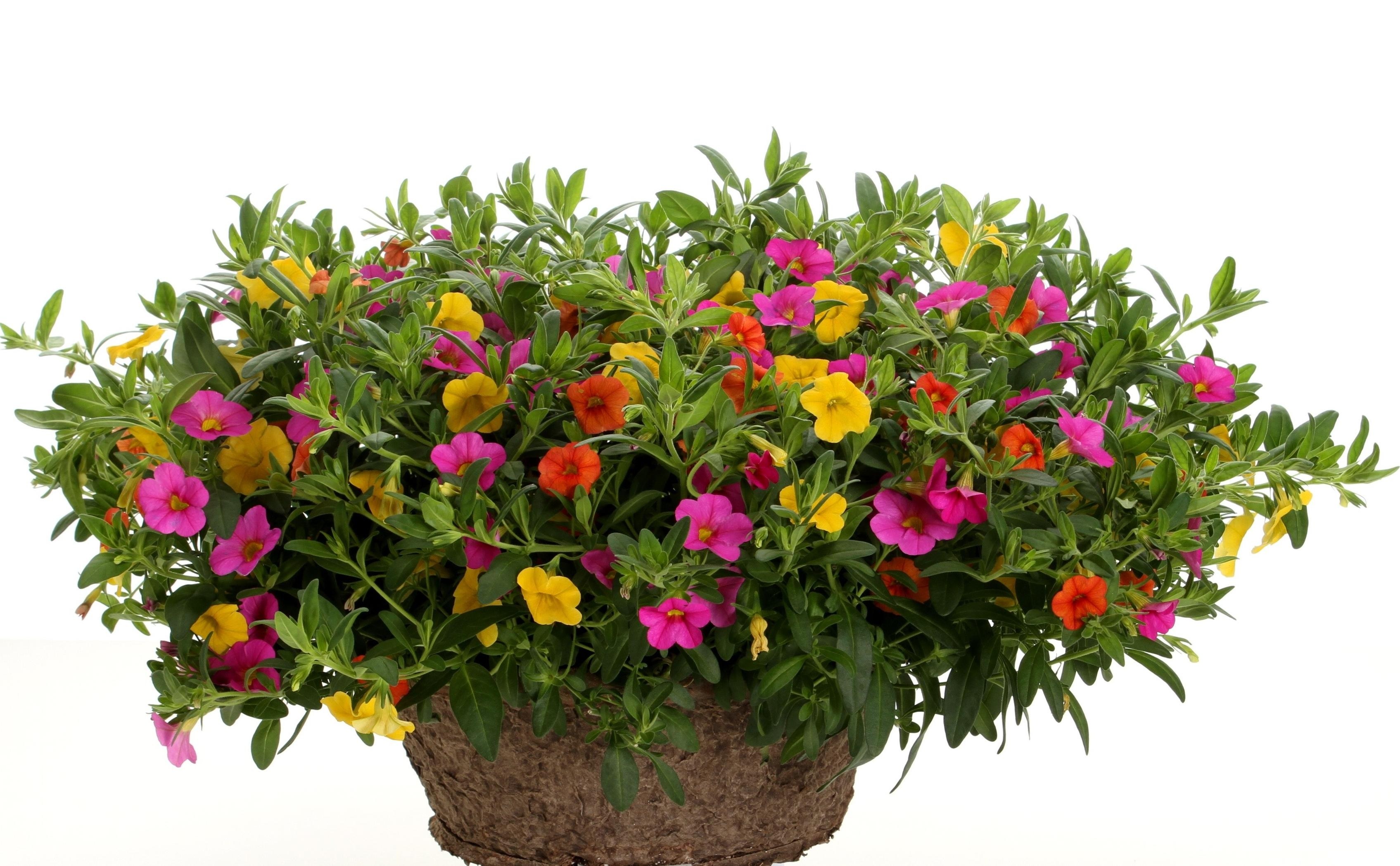 colorful petunia plant