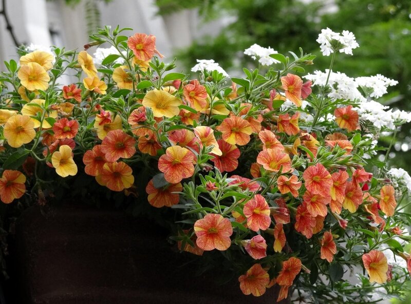 Colorful petunias in a planter