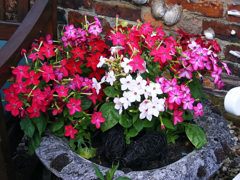 Colorful petunias in a stone planter