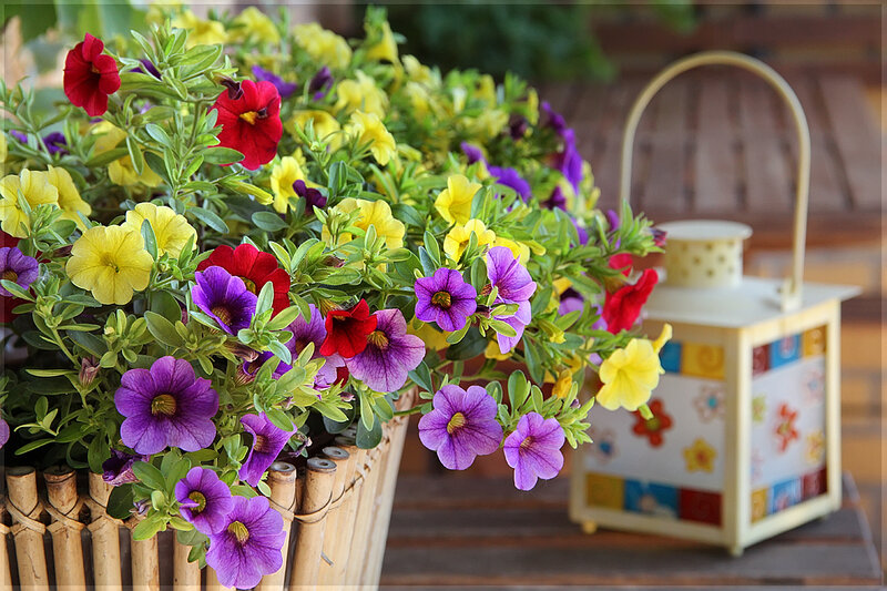 Colorful Petunias in Basket